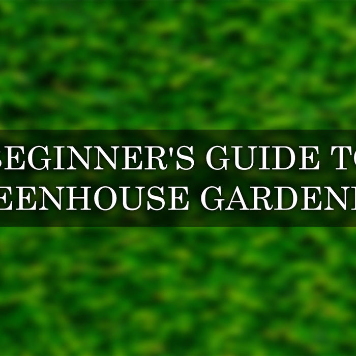 What to Grow in a Greenhouse: The Complete Beginners Guide to Greenhouse Gardening