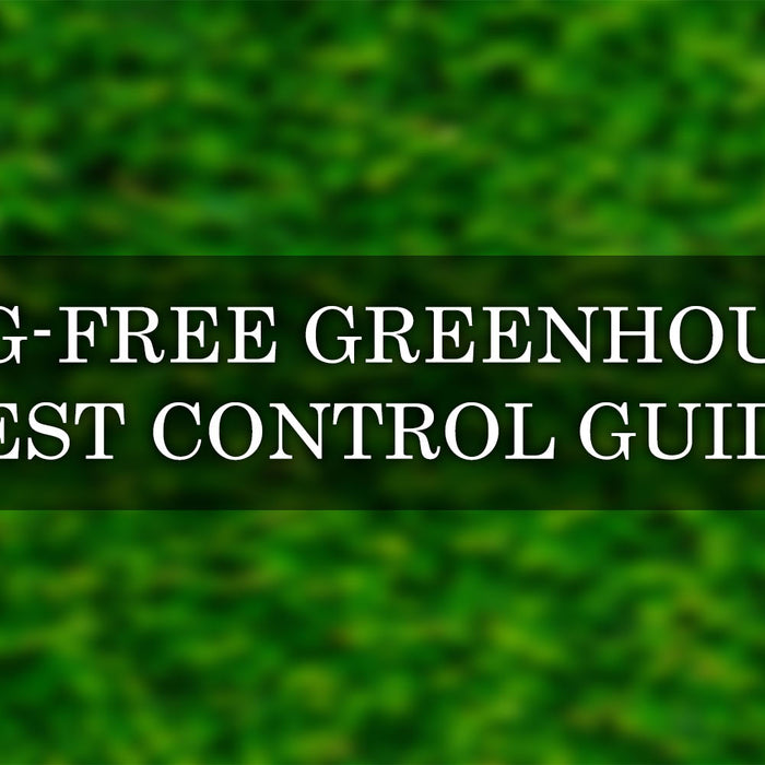 How to Keep Bugs Out of Your Greenhouse: A Complete Guide to Greenhouse Pest Control