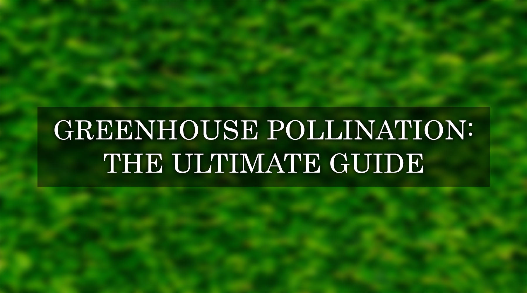How to Pollinate in a Greenhouse: The Complete Guide to Greenhouse Pollination
