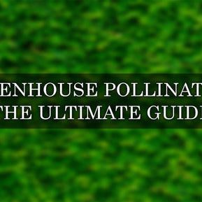 How to Pollinate in a Greenhouse: The Complete Guide to Greenhouse Pollination