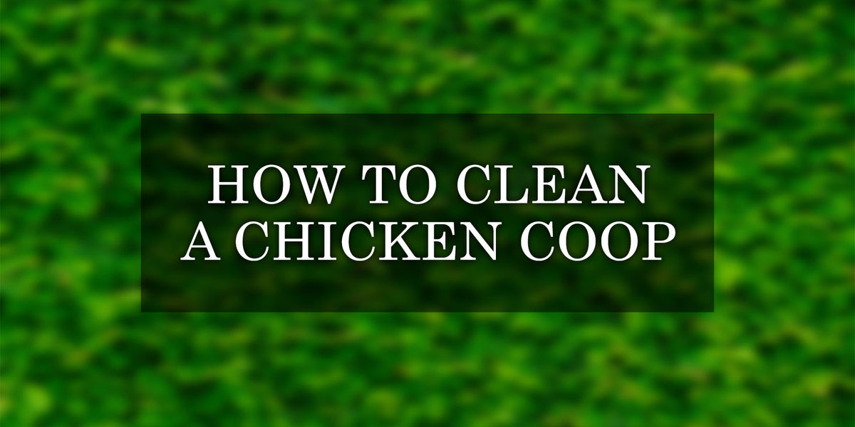 Simple 5 Steps Guide for How to Clean a Chicken Coop — Backyard Oasis
