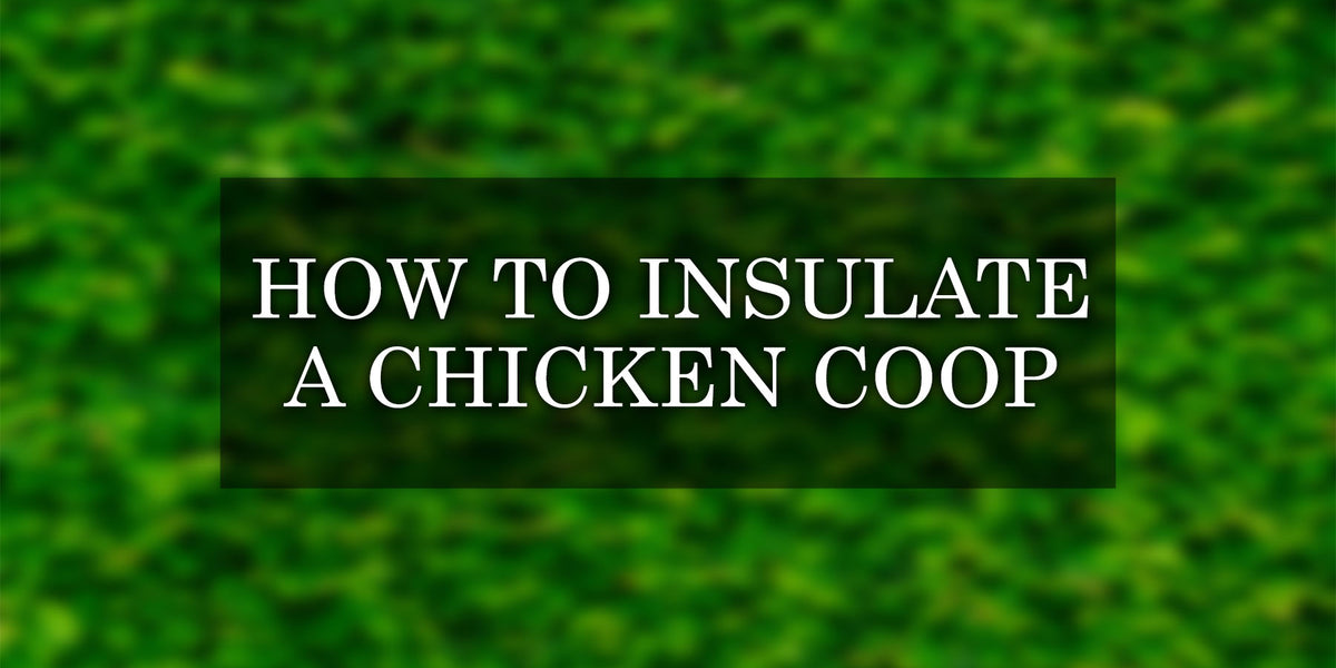Discover How to Insulate a Chicken Coop in 7 Simple Steps — Backyard Oasis