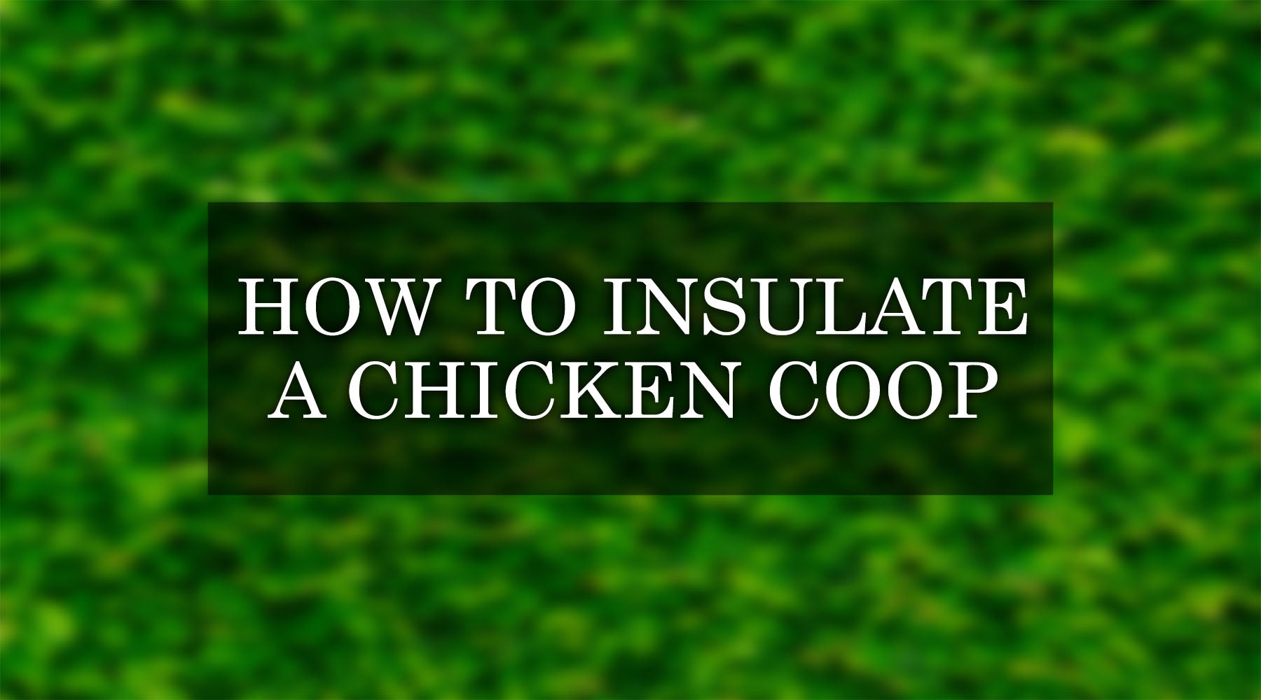 How to Insulate a Chicken Coop: Step-by-Step Guide