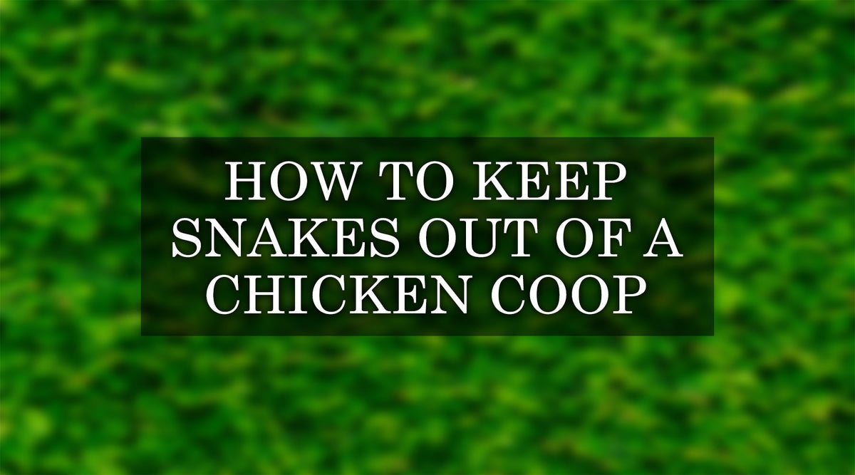 10 Easy Tips to Keep Snakes Away From Chicken Coop — Backyard Oasis