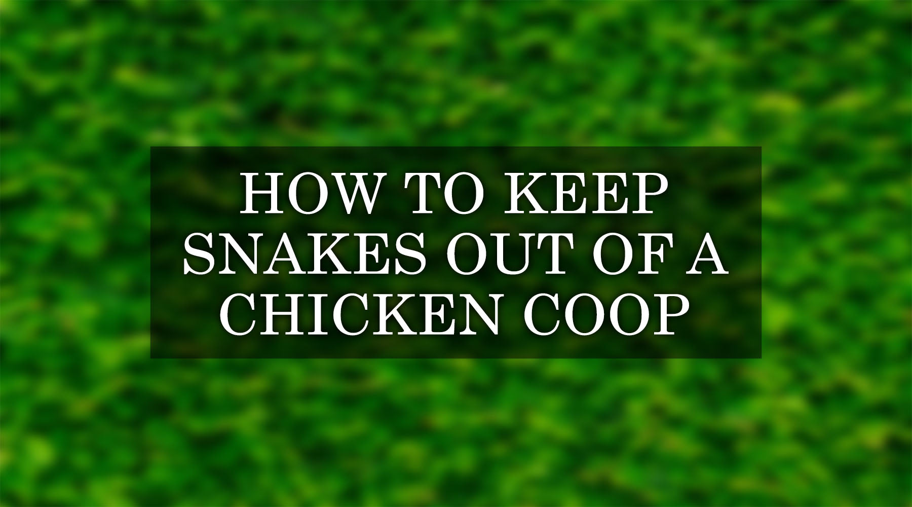 How to Keep Snakes Out of Your Chicken Coop: 9 Easy Tips