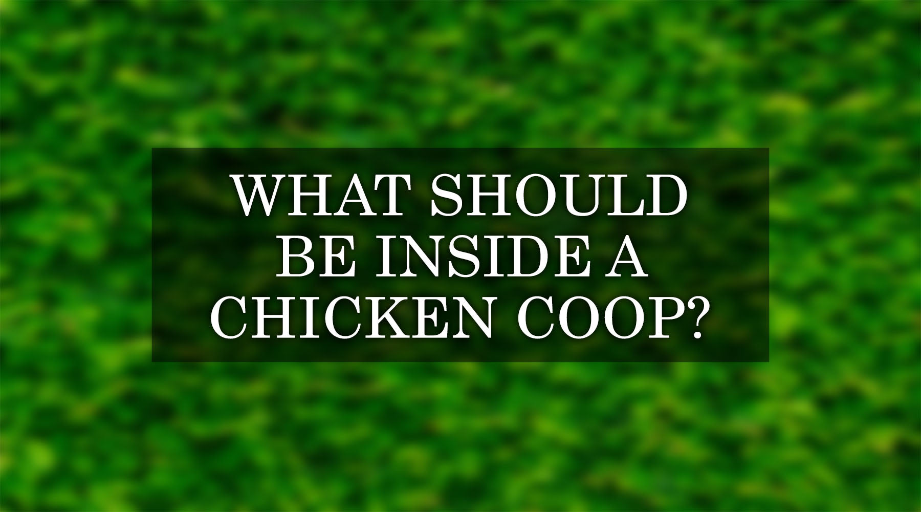 What Should Be Inside a Chicken Coop?