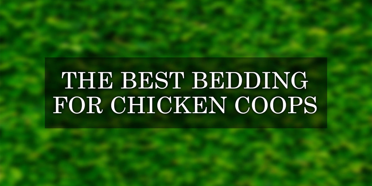 Top 5 Chicken Coop Bedding Guide to the Best Chicken Bedding