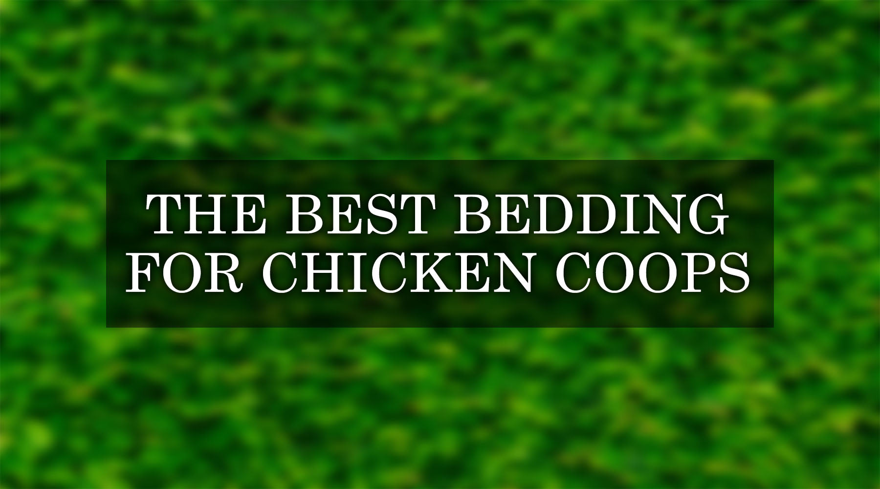 5 Best Bedding Options for Your Chicken Coop