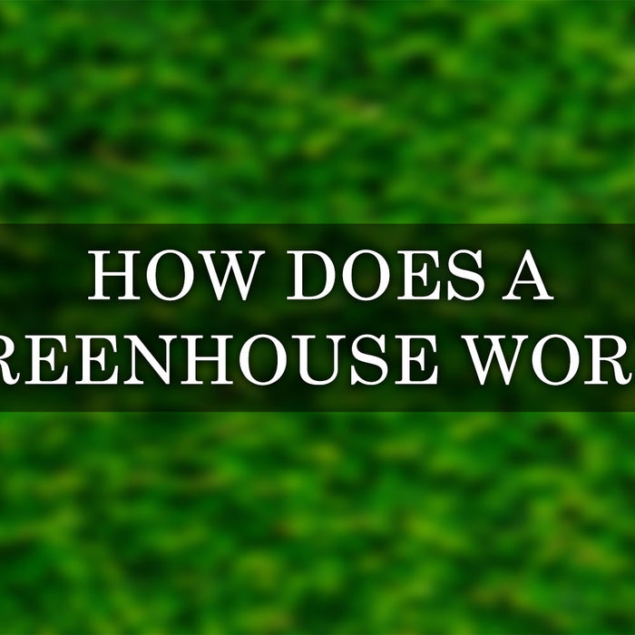 How Does a Greenhouse Work: The Science Behind the Greenhouse Effect