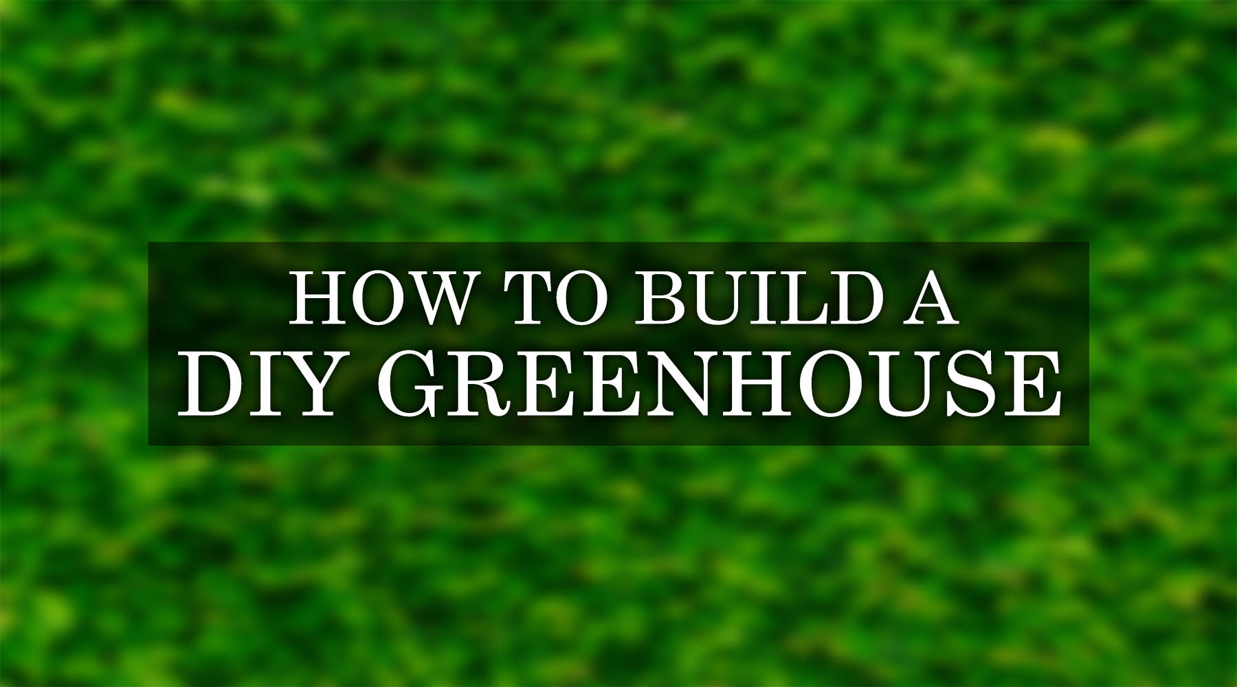 How to Build a Greenhouse: A Step-by-Step to Build DIY Greenhouse