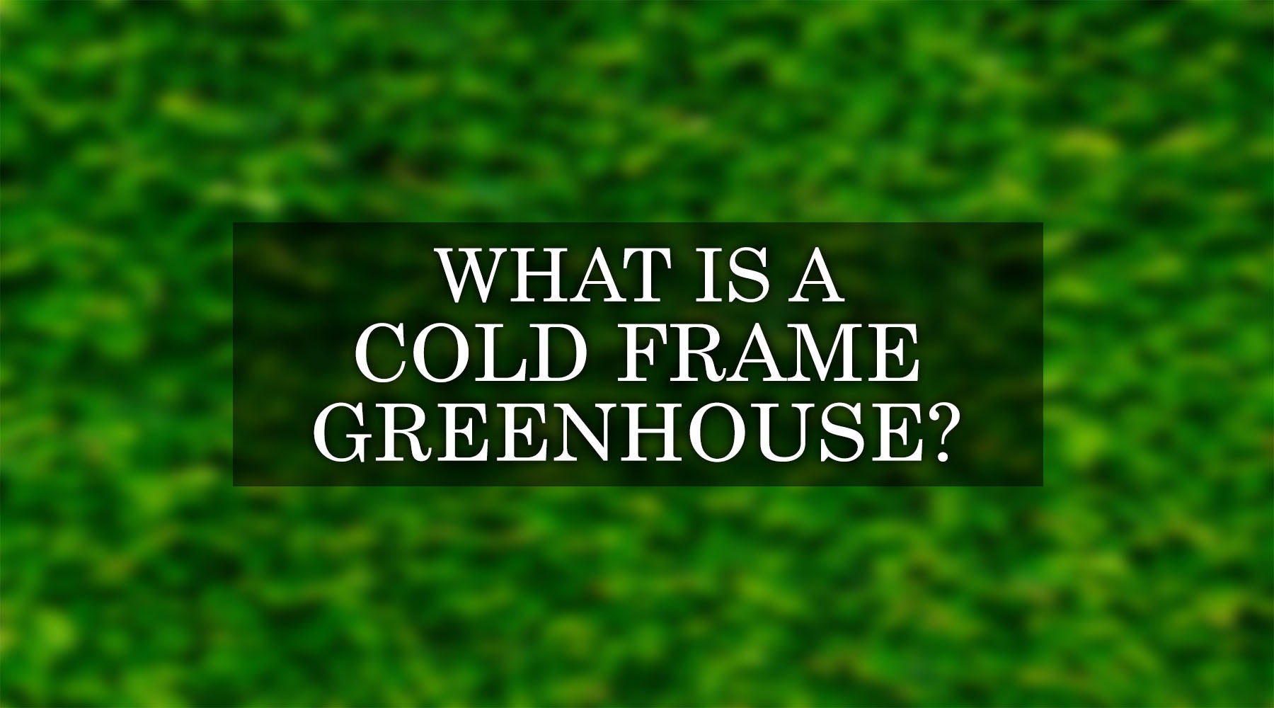What is a Cold Frame Greenhouse? Everything You Need to Know