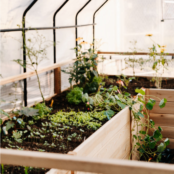 Interior of the Outdoor Living Today Garden in a Box 8x12 Greenhouse with seedlings, nasturtiums and rudbeckia growing in cedar raised beds