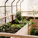 Interior of the Outdoor Living Today Garden in a Box 8x12 Greenhouse with seedlings, nasturtiums and rudbeckia growing in cedar raised beds