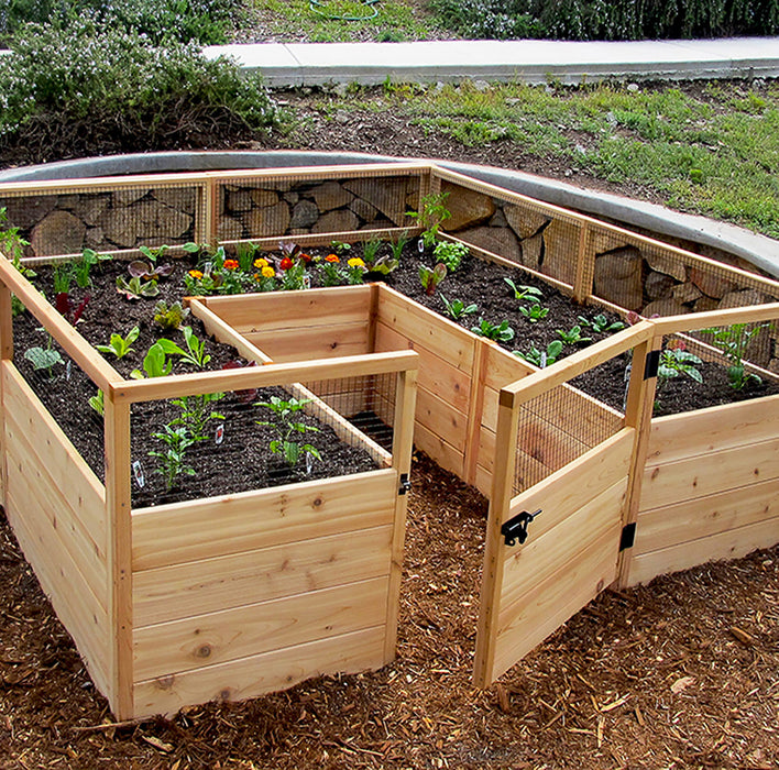 Outdoor Living Today Garden in a Box 8x8 cedar raised bed with gate open, young lettuce, greens and marigolds growing behind mesh panels