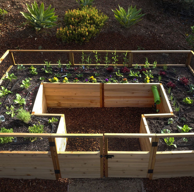 Garden in a Box  12×8 with Lettuce and other veggies on dark soil