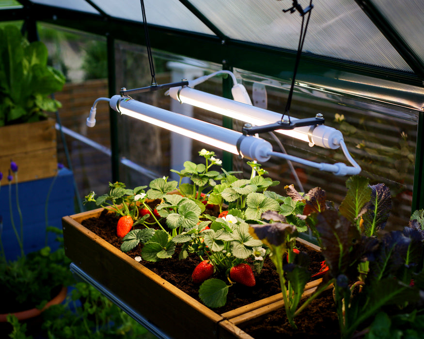 Canopia Brighton - LED Grow Light used in plants