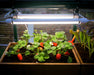 Canopia Brighton - LED Grow Light used in plants front view