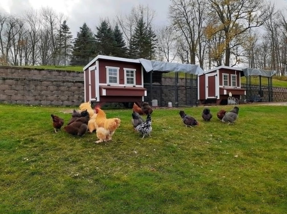 Flock of chickens freely roaming around the Large OverEZ Chicken Coop set in a lush green field, showcasing the coop's outdoor integration.