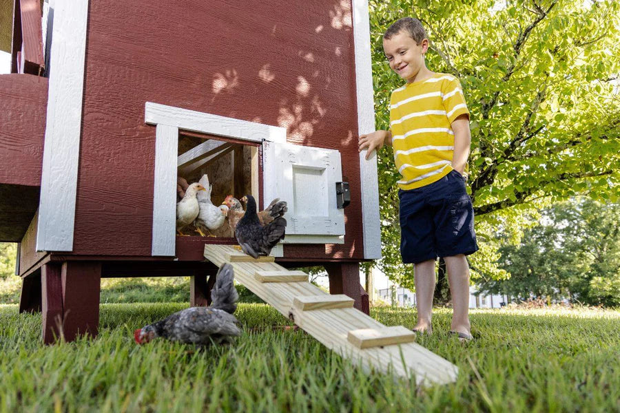 A lifestyle image of children engaging with chickens at the entrance of a red and white Large OverEZ Chicken Coop in a grassy backyard.