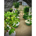 14' x 19'10" Riga XL 6 Greenhouse  with plants