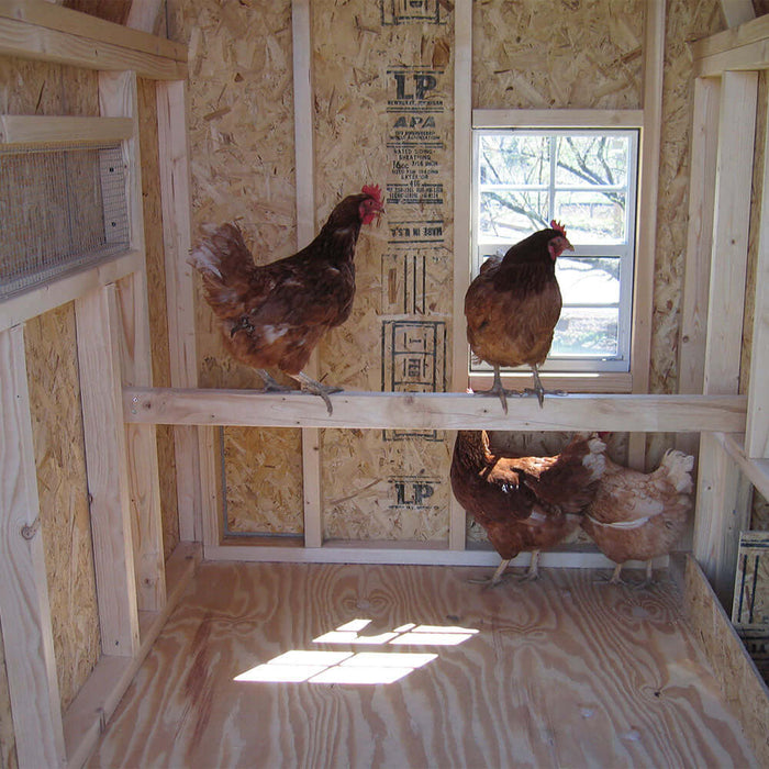 Chickens perched inside the Colonial Gable Chicken Coop by Little Cottage Company, with bright sunlight filtering through a side window.