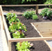 Garden in a Box with Deer Fence 8×8 with plants