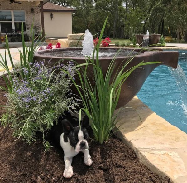 A Boston Terrier relaxes in the shade of a large, weathered copper Slick Rock Concrete Spill Water Bowl that's been integrated into the landscaping of a pool. The bowl overflows gently, creating a tranquil water feature.