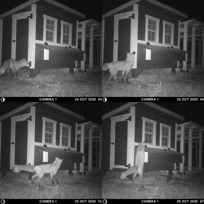 Nighttime security view of an OverEZ small chicken coop monitored by a camera, with potential predator activity.