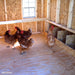 Group of hens inside the 6x8 Colonial Gable chicken coop from Little Cottage Co. near window and nesting boxes.