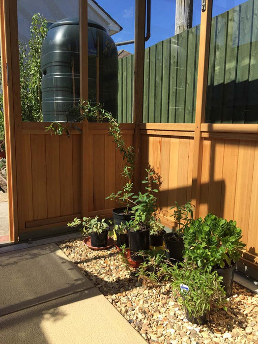 Corner view inside the Alton Cedar Structure Cheltenham Victorian Greenhouse with plants and gravel flooring.