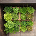 Overhead view of the Tiered Raised Garden Bed Corner Kit, cedar boxes packed with basil, parsley, thyme and green and red leaf lettuce