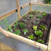 Overhead look inside the Outdoor Living Today Greenhouse with Garden in a Box 6x3, planted with peas, rosemary, cilantro, kale and marigolds