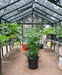Interior of a greenhouse with potted vegetable plants, shade netting, and waterproof LED lighting from Home Depot.