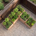 Overhead view of the L-Shaped Tier raised garden bed showing stepped cedar boxes filled with basil, parsley, rosemary and leaf lettuce