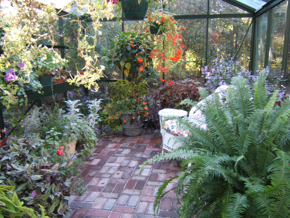 Lush indoor garden inside Royal Victorian VI 34 Greenhouse featuring ferns, flowering plants, wicker seating, and brick flooring.