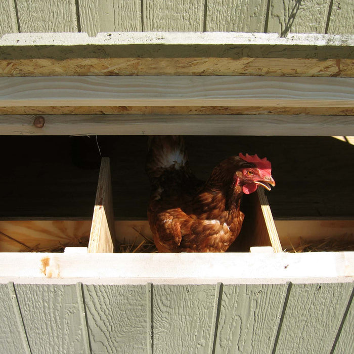 Interior nesting box with a hen inside the Colonial Gable Coop by Little Cottage Co.