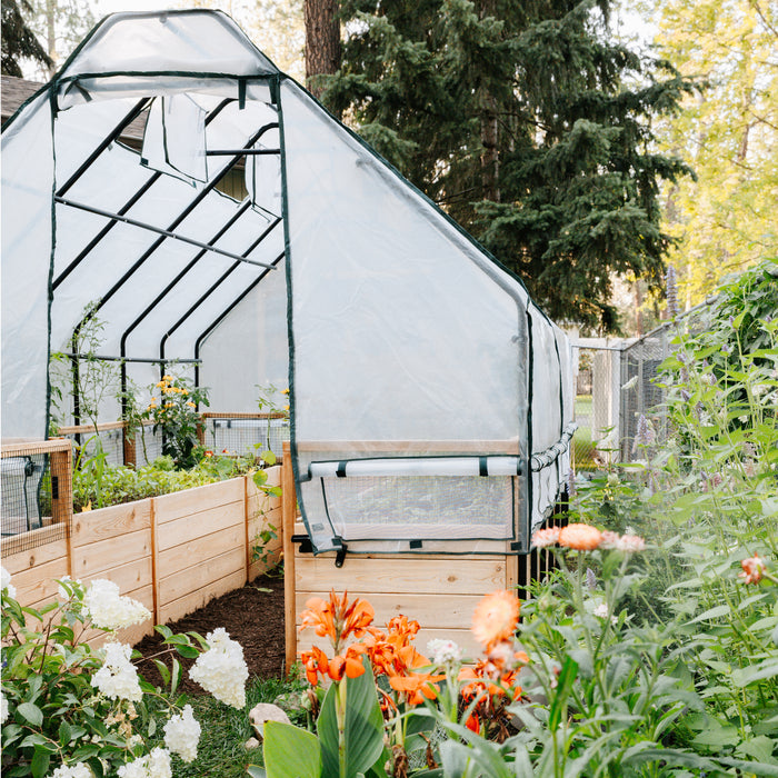 End view of the 8x12 Garden in a Box with Greenhouse, roll-up side vent open above cedar planks, framed by hydrangeas and orange canna lilies
