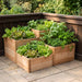 Outdoor Living Today Corner Tiered Raised Garden Bed in western red cedar on a patio, stepped boxes planted with lettuce, basil and parsley