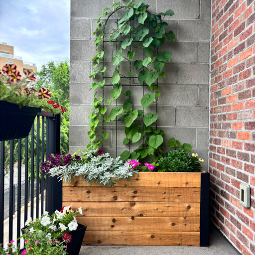 Outdoor Living Today Urban Raised Garden Bed 4x1.5 on a balcony, cedar planter with trellis vine, dusty miller and petunias against brick