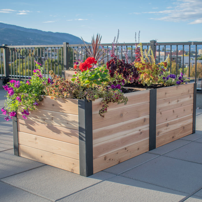 Outdoor Living Today Urban Raised Garden Bed 6x3 in western red cedar with black steel corner posts, full of petunias, coleus and geraniums