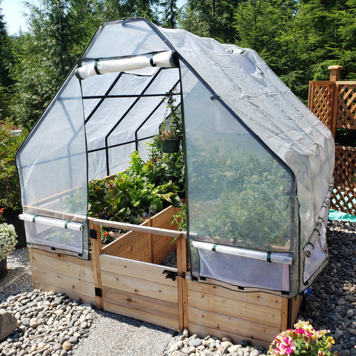 Outdoor Living Today Raised Bed Garden 8x8 with Greenhouse, clear cover rolled open over cedar beds of chard, lettuce and tomato plants
