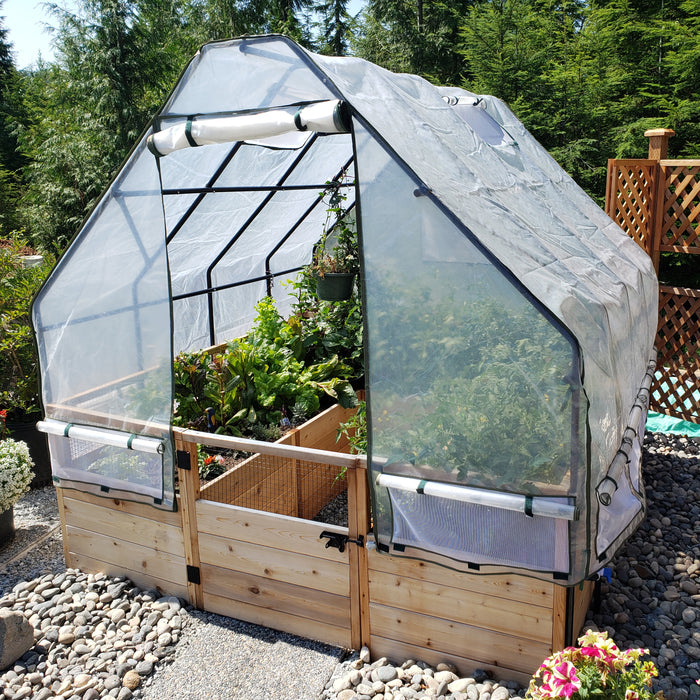 Outdoor Living Today Raised Bed Garden 8x8 with Greenhouse, clear cover rolled open over cedar beds of chard, lettuce and tomato plants