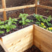 Corner detail of the RB128 Garden in a Box showing western red cedar planks, drip irrigation lines, young greens and yellow pansies in bloom