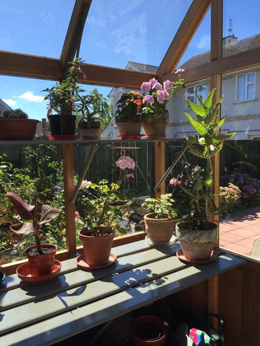 Shelf display of potted flowers inside the Alton Cedar Structure Cheltenham Victorian Greenhouse.