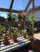 Shelf display of potted flowers inside the Alton Cedar Structure Cheltenham Victorian Greenhouse.