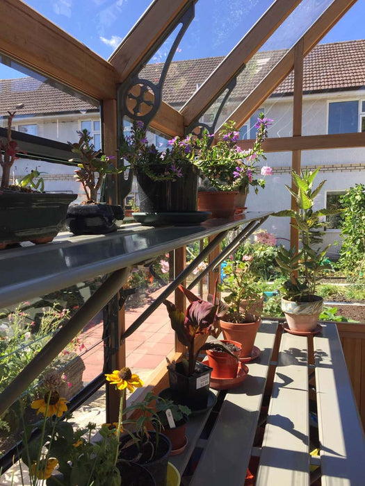 Shelving system with various plants inside the Alton Cedar Structure Cheltenham Victorian Greenhouse.