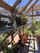 Shelving system with various plants inside the Alton Cedar Structure Cheltenham Victorian Greenhouse.