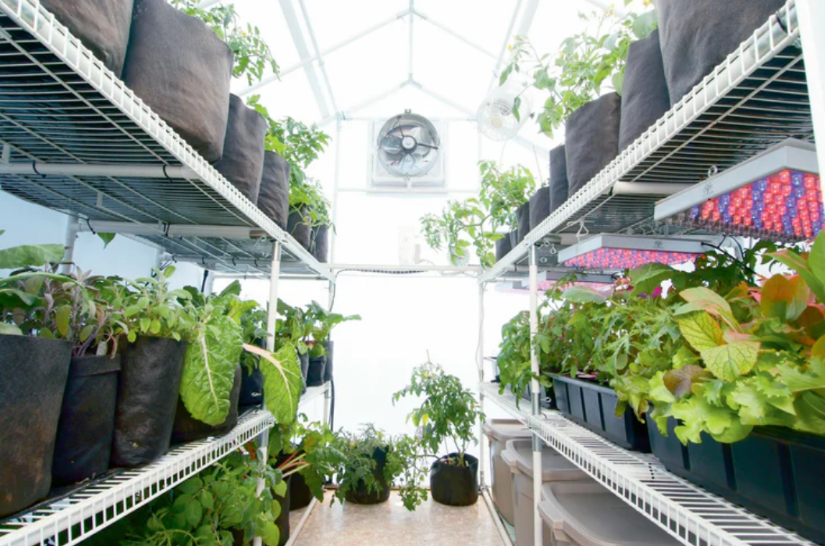 Solexx Garden Master Greenhouse interior loaded with green plants on shelves, with visible grow lights and fan