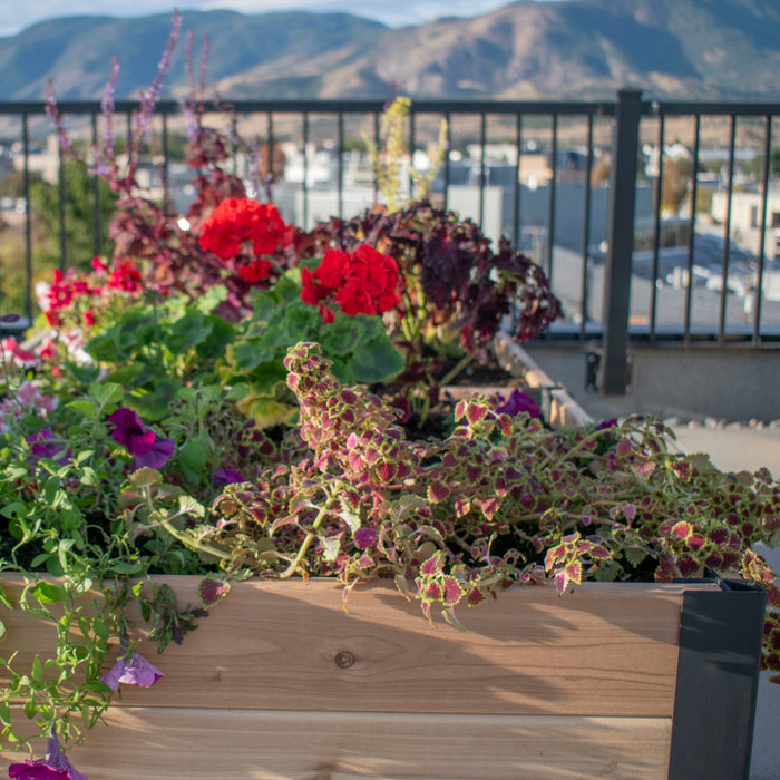 Close view of the Outdoor Living Today Urban Raised Garden Bed 6x3 planted with red geraniums, coleus and petunias on a mountain-view deck