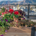 Close view of the Outdoor Living Today Urban Raised Garden Bed 6x3 planted with red geraniums, coleus and petunias on a mountain-view deck